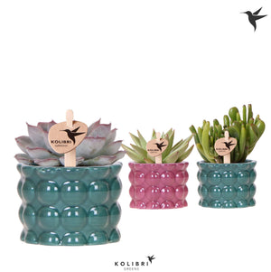 Mixed Succulent Arrangement – 6cm Ceramic Pot