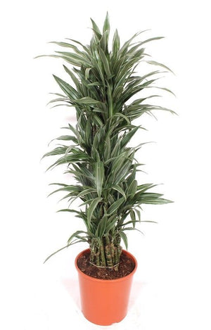 Dracaena Warneckii – 30cm Pot, Approx. 150cm High