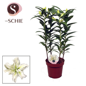 White Roselily Double Lily (Lilium) – 19cm Pot