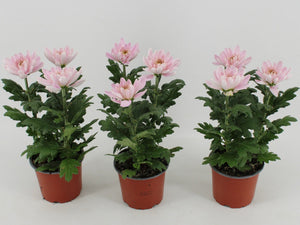 Zembla Rossano Chrysanthemum – 12cm Pot
