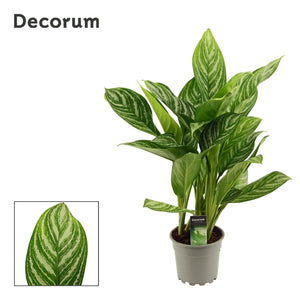 Aglaonema ‘Stripes’ Chinese Evergreen – 17cm Pot