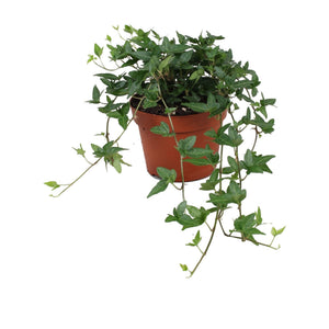 English Ivy (Hedera helix) – 13cm Pot