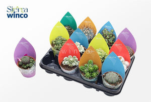 Mixed Cactus Collection – 8.5cm Pot