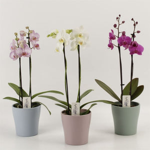 White Phalaenopsis Orchid – 4 Stem, 12cm Ceramic Pot