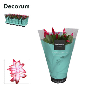 Purple Christmas Cactus (Schlumbergera) – 9cm Pot
