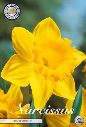 Narcissus ‘Dutch Master’ Daffodil Bulbs – 14/16