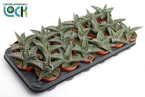 Aloe Vera Plant – 8.5cm Pot, Approx. 15cm High