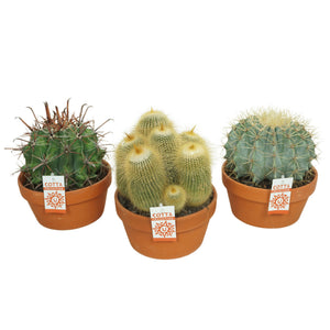 Mixed Cactus Collection in Terracotta Ceramic Pot – 20cm