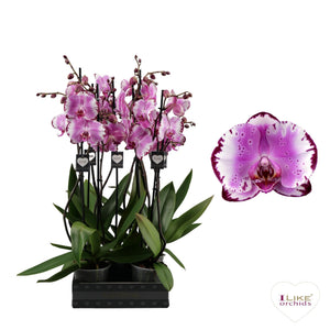 Pink Phalaenopsis Orchid – 12cm Pot, 65cm Tall