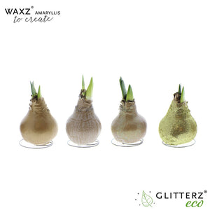 Waxed Hippeastrum Amaryllis Bulb – Mixed Colours