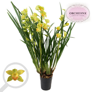 Mixed Cymbidium Orchid – 14cm Pot, 85cm Tall