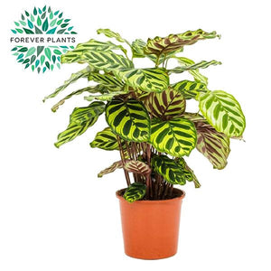 Calathea Makoyana Prayer Plant – 14cm Pot