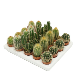 Mixed Cactus Collection – 4cm Pots