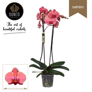 Phalaenopsis Orchid ‘Narbonne’ – 12cm Pot, 70cm