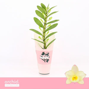 Dendrobium Nobile ‘Tweety’ Orchid – 12cm Pot