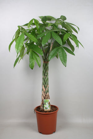 Money Tree (Pachira aquatica) – 27cm Pot, 130cm Tall