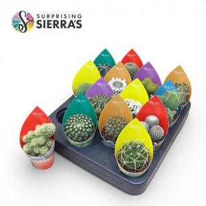 Mixed Cactus and Succulent Surprise – 5.5cm Pot