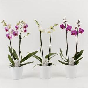 White Phalaenopsis Orchid – 4 Stem, 12cm Ceramic Pot