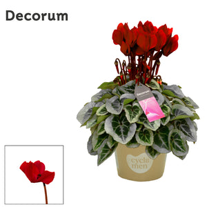 White Small-Flowered Cyclamen persicum – 10.5cm Pot