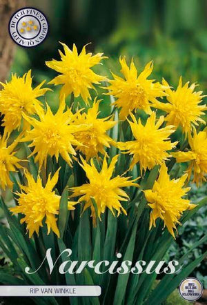 Narcissus ‘Rip van Winkle’ Flower Bulbs – Pack of 10