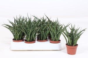 Sansevieria Fernwood Punk – 6cm Pot