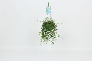 Codonanthe Crassifolia Flowering Houseplant – 14cm Pot