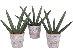 Cylindrical Snake Plant (Sansevieria cylindrica) – 14cm Pot
