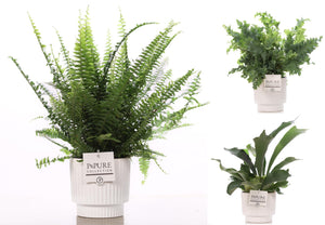 Mixed Fern Arrangement in Ceramic Pot – 12cm