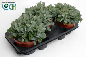 Crassula ‘Arborescens Cristata’ Succulent – 17cm Pot