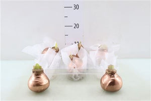 White Waxed Amaryllis Bulb (Hippeastrum)