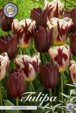 Tulipa Garden Grand Style Flower Bulbs – Size 12/+