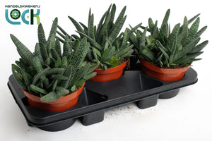 Gasteria verrucosa Succulent – 17cm Pot