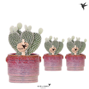 Bunny Ears Cactus (Opuntia microdasys albispina) – 6cm Pot