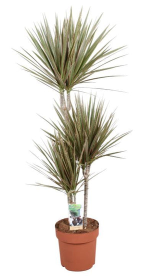 Dracaena Marginata Bicolour – 21cm Pot, 120cm Tall