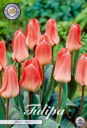 Tulipa Greigii ‘Sweet Lady’ Flower Bulbs – Pack of 7