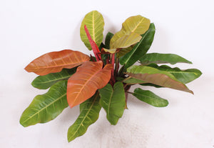Philodendron Prince of Orange – 27cm Pot, 80cm Tall