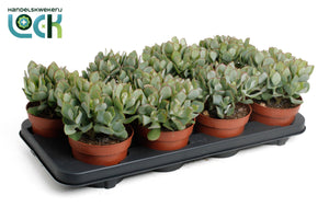 Crested Crassula Succulent – 12cm Pot, 20cm High