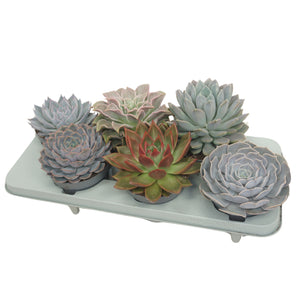 Mixed Echeveria Succulent Collection – 13cm Pot