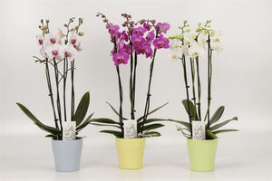 Mixed Phalaenopsis Orchid – 2 Stem, 12cm Ceramic Pot