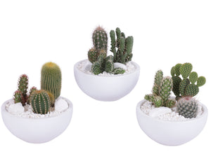 Mixed Cactus Arrangement in Black Ceramic Bowl – 15cm