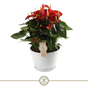 Red Anthurium ‘Red Champion’ – 20cm Pot, 45cm High