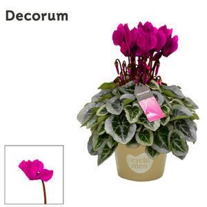 White Small-Flowered Cyclamen persicum – 10.5cm Pot