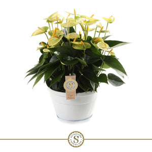 Anthurium ‘Yellow Champion’ – 20cm Pot
