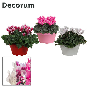 White Large-Flowered Cyclamen (Cyclamen persicum) – 22cm Pot