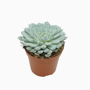 Echeveria texensis Succulent – 8.5cm Pot