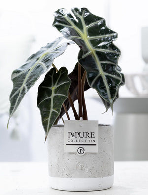 Alocasia Polly – 12cm Pot, Approx. 40cm High