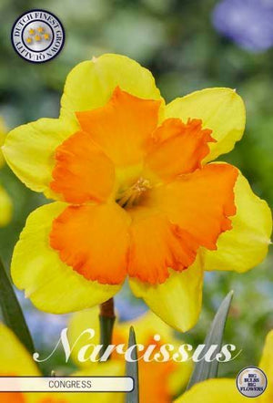 Narcissus ‘Congress’ Daffodil Bulbs – Size 14/16