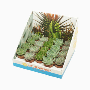 Mixed Echeveria Succulent – 5.5cm Pot