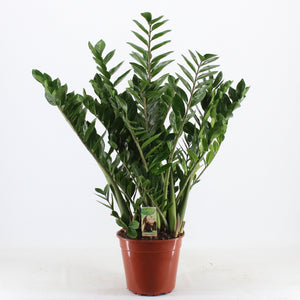 ZZ Plant (Zamioculcas zamiifolia) – 27cm Pot, 110cm
