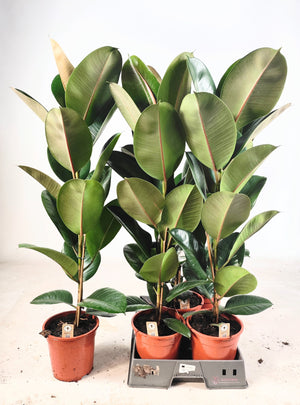 Rubber Plant (Ficus elastica) – 19cm Pot
